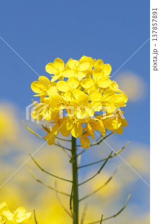 菜の花と青空 菜の花と青空 137857891