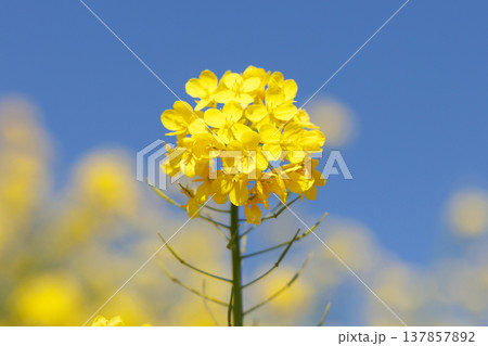 菜の花と青空 137857892