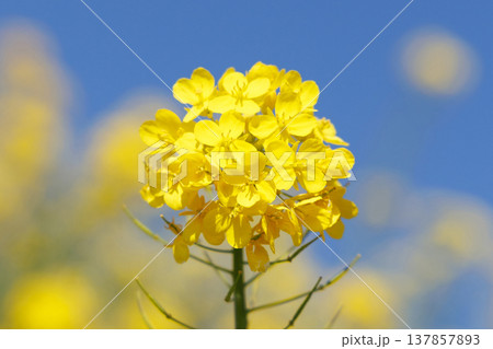 菜の花と青空 137857893