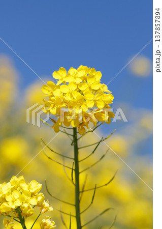 菜の花と青空 菜の花と青空 137857894