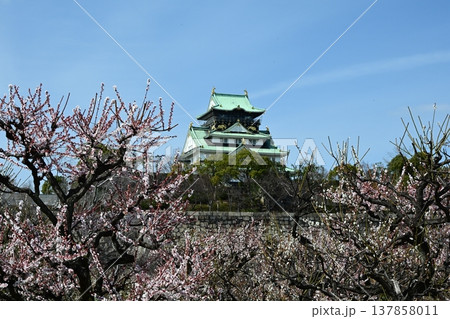 春を先取り　大阪城天守閣と大阪城梅林 137858011