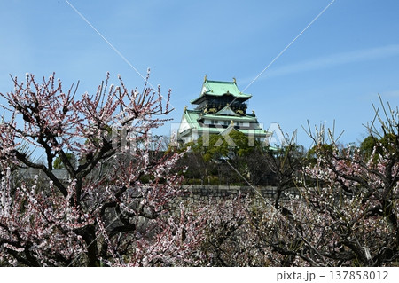 春を先取り 大阪城天守閣と大阪城梅林 春を先取り 大阪城天守閣と大阪城梅林 137858012