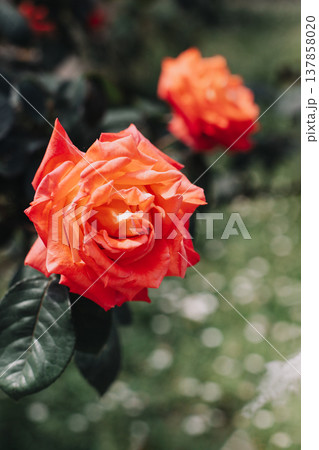 Beautiful red rose flowers in a garden. Beautiful red rose flowers in a garden. 137858020