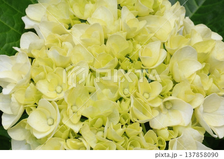 紫陽花の花 紫陽花の花 137858090