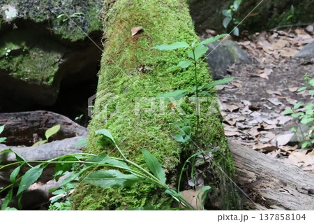 苔の生えた木 苔の生えた木 137858104
