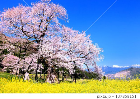 黒部のエドヒガン桜 黒部のエドヒガン桜 137858151