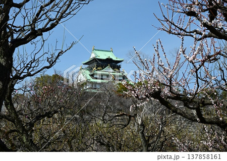 春を先取り 大阪城天守閣と大阪城梅林 春を先取り 大阪城天守閣と大阪城梅林 137858161