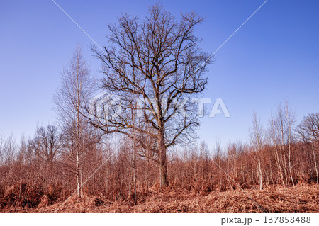Oak trees in the forest of Marly near Versailles, france Oak trees in the forest of Marly near Versailles, france 137858488