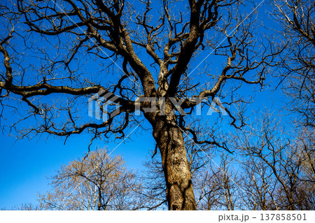 Oak trees in the forest of Marly near Versailles, france Oak trees in the forest of Marly near Versailles, france 137858501