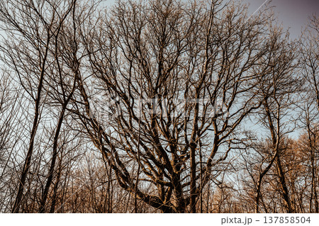 Oak trees in the forest of Marly near Versailles, france 137858504