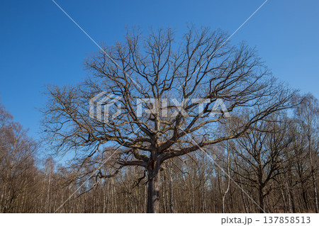 Oak trees in the forest of Marly near Versailles, france Oak trees in the forest of Marly near Versailles, france 137858513