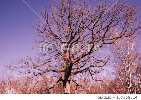 Oak trees in the forest of Marly near Versailles, france 137858514