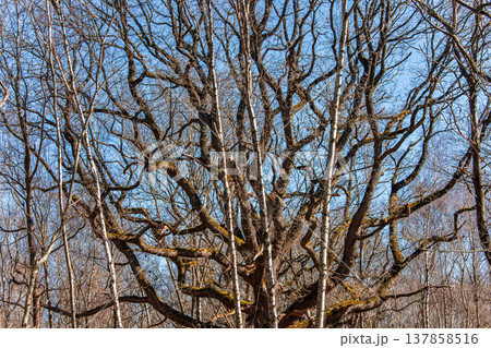 Oak trees in the forest of Marly near Versailles, france 137858516