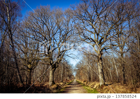 Oak trees in the forest of Marly near Versailles, france 137858524