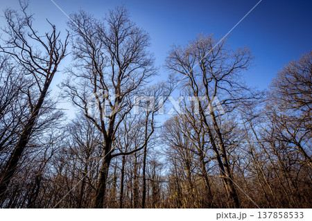 Oak trees in the forest of Marly near Versailles, france Oak trees in the forest of Marly near Versailles, france 137858533