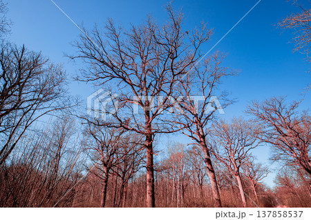 Oak trees in the forest of Marly near Versailles, france Oak trees in the forest of Marly near Versailles, france 137858537