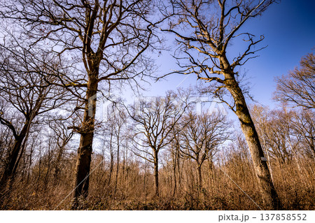Oak trees in the forest of Marly near Versailles, france 137858552