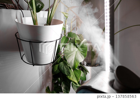 Plant Care with Humidifier, Phytolamp for Houseplants: Alocasia odora, Strelitzia regina, and Monstera Deliciosa 137858563