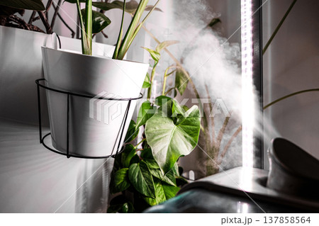 Plant Care with Humidifier, Phytolamp for Houseplants: Alocasia odora, Strelitzia regina, and Monstera Deliciosa 137858564