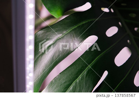 Monstera Deliciosa leaf with a vertical stylish phytolamp for full spectrum lighting. indoor plant care Monstera Deliciosa leaf with a vertical stylish phytolamp for full spectrum lighting. indoor plant care 137858567