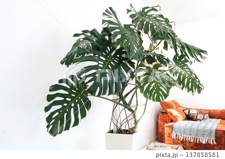 Monstera Deliciosa with Support Tape in White Pot 137858581
