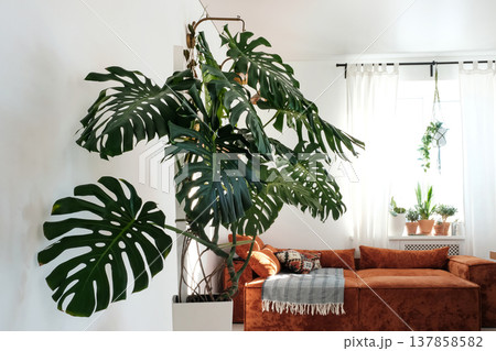 Monstera Deliciosa in Modern Fusion Interior with Red Couch 137858582