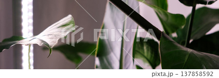 Banner. Strelitzia regina, Alocasia odora leaf with a vertical stylish phytolamp for full spectrum lighting 137858592