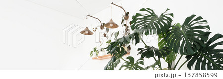 Monstera delicatessen or Swiss cheese home plant on a white background Subtropical landscaping concept. banner Monstera delicatessen or Swiss cheese home plant on a white background Subtropical landscaping concept. banner 137858599