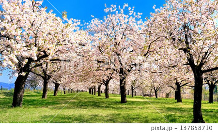 八重桜の並木 八重桜の並木 137858710