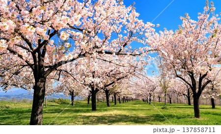 八重桜の並木 137858711