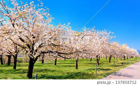 八重桜の並木 137858712