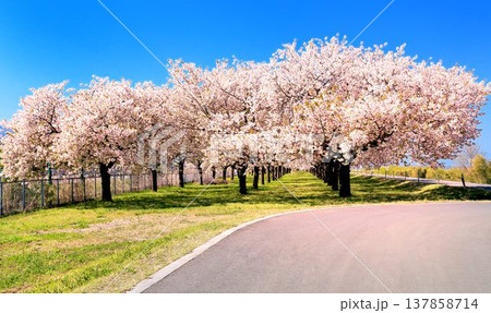 八重桜の並木 八重桜の並木 137858714