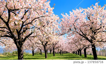 八重桜の並木 八重桜の並木 137858716