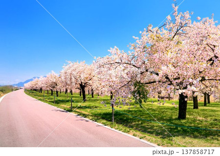 八重桜の並木 137858717