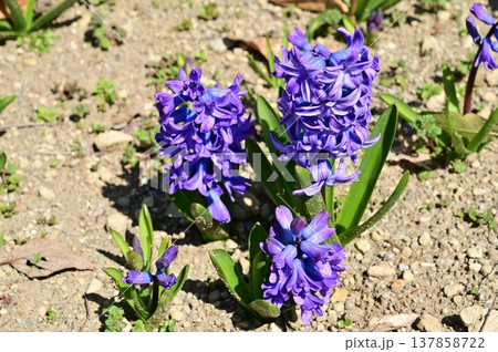 ヒヤシンス（キジカクシ科）ツルボ亜科 137858722