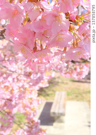河津桜咲く公園の風景 河津桜咲く公園の風景 137858795