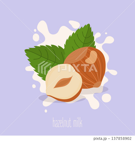 Hazelnut milk. Hazelnuts on a milk splash. Vector illustration. Hazelnut milk. Hazelnuts on a milk splash. Vector illustration. 137858902