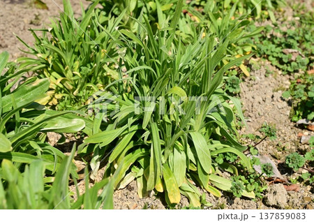 アグロステンマ(ナデシコ科)ムギセンノウ属の地植え アグロステンマ(ナデシコ科)ムギセンノウ属の地植え 137859083