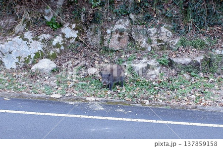 高知県土佐清水市 道端のイノシシ 高知県土佐清水市 道端のイノシシ 137859158