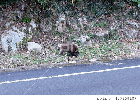 高知県土佐清水市　道端のイノシシ 137859187