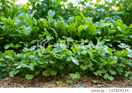 Fresh aromatic herbs growing in a row: cilantro, arugula and parsley, organic greenery background 137859214