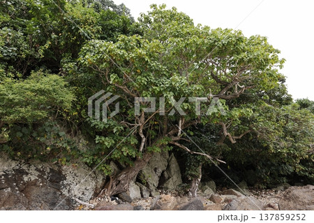 自然　植物　サキシマハマボウ、熱帯や亜熱帯値域に広く分布。潮をかぶるような海岸に自生しています 137859252