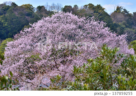 哲学の道の桜 哲学の道の桜 137859255