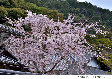 南禅寺禅センターの桜 南禅寺禅センターの桜 137859260