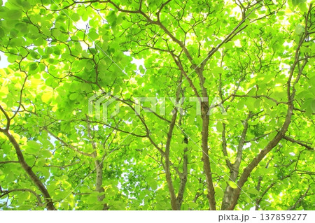 爽やかな新緑（木漏れ日・新緑エコイメージ） 137859277