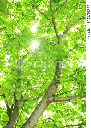 爽やかな新緑（木漏れ日・新緑エコイメージ・縦構図） 137859278