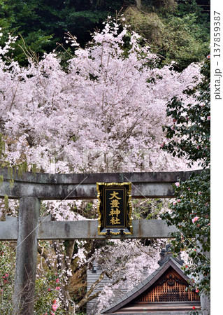 大豊神社の鳥居と桜 137859387
