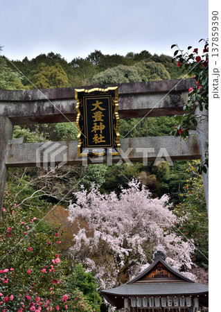 大豊神社の鳥居と桜 大豊神社の鳥居と桜 137859390
