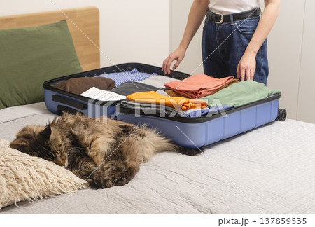 Cute kitty naps on the bed while a suitcase gets packed for travel. Cropped female hands place Cute kitty naps on the bed while a suitcase gets packed for travel. Cropped female hands place 137859535