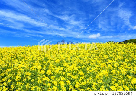 菜の花畑 137859594